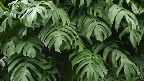 Ζουμερό εξωτικό τροπικό τέρας αφήνει φόντο υφή, copyspace. Πλούσιο φύλλωμα, πράσινο στον παραδεισένιο κήπο. Αφηρημένη φυσικό σκούρο πράσινο βλάστηση ζούγκλα μοτίβο φόντου, άγριο καλοκαιρινό τροπικό δάσος. — Αρχείο Βίντεο