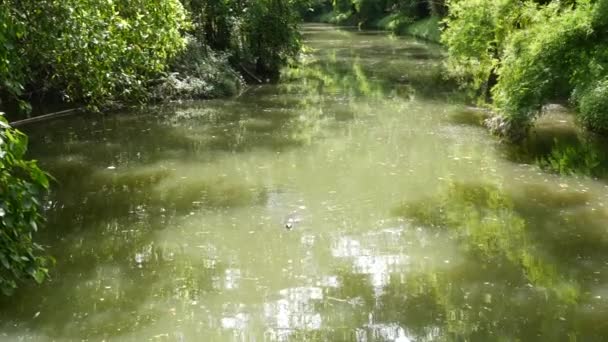 El agua común asiática monitorea grandes lagartos varánidos nativos de Asia. Varanus salvador en la hierba verde cerca de la orilla del río, lago o estanque. Caza de reptiles carnívoros. Depredador dragón salvaje en la calle Bangkok — Vídeo de stock