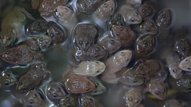 Kikkers in vuil water op de markt. Bovenaanzicht van vele kikkers die zwemmen in modderig water van overbevolkt terrarium op Chatuchak Market in Bangkok, Thailand — Stockvideo