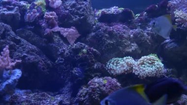 Leylak akvaryumunda mor ya da morötesi UV ışığı altında yumuşak mercan ve balık türleri. Mor floresan tropikal cennet egzotik arka plan, pembe canlı fantezi dekoratik tankta mercan.