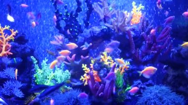Renkli canlı balıklar parlıyor, mor akvaryum ultraviyole ışık altında. Mor floresan tropikal cennet egzotik arka plan, parlak ekosistem, canlı fantezi dekoratik neon tank