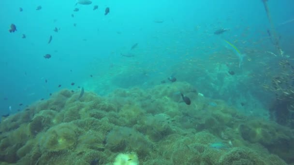 Dykking i marin dykker, under vann fargerike tropiske korallrev hager. Havfiskenes skole, dypt hav. Havanemoner felt, myke koraller økosystem med vannsymbiose, paradis lagunbakgrunn. – stockvideo