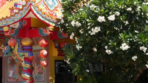 Traditionell orientalisk taoist kinesisk kloster tempel takdetaljer, festlig drake dekoration. Klassisk asiatisk religiös multicolor helgedom eller pagoda i blom av plumeria frangipani blommor på solig dag — Stockvideo