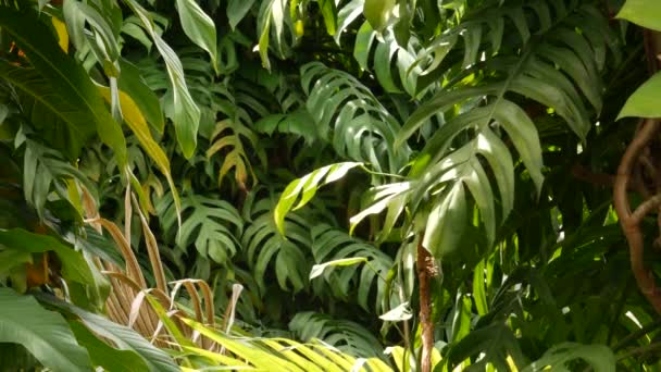 A lédús egzotikus trópusi szörny zökkenőmentes hurkos hátteret hagy maga után. Nyári buja lombozat, zöld a paradicsomkertben. Absztrakt természetes sötét zöld dzsungel növényzet háttér motívum, vad esőerdő — Stock videók