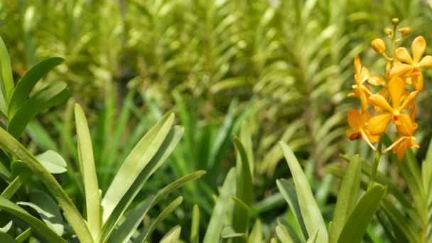 Suddig makro närbild, färgglada tropiska orkidé blomma i vår trädgård, mjuka kronblad bland soliga frodiga lövverk. Abstrakt naturlig exotisk bakgrund med kopieringsutrymme. Blommor och blad mönster — Stockvideo