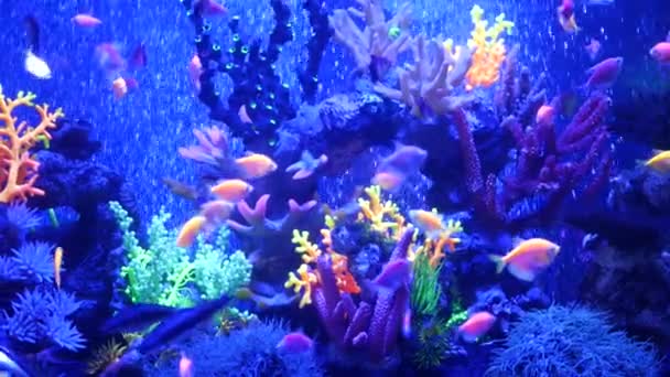 Os peixes vívidos coloridos brilham, aquário violeta abaixo da luz uv ultravioleta. Fundo exótico do paraíso aquático tropical fluorescente roxo, ecossistema brilhante luminoso, tanque de néon decorativo de fantasia vibrante — Vídeo de Stock