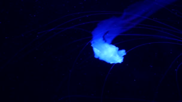 Lesklé zářící zářivky medúz září pod vodou, temné neonové dynamické pulzující ultrafialové světlo rozmazalo bezešvé smyčkové pozadí. Fantazie hypnotického mystického pcychedelického tance. Fosforeskující kosmická medusa — Stock video