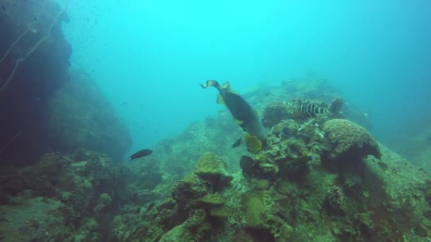 Potápění po moři, podvodní barevné tropické korálové útesy. Agresivní nebezpečný obří titán spouští rybu hluboko v oceánu. Tvrdé korály vodního ekosystému. Vodní extrémní sportovní koníček — Stock video