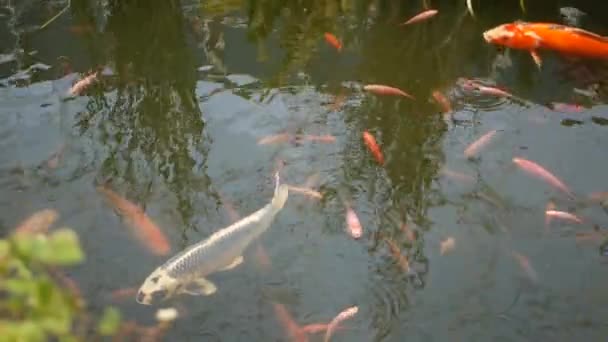 Natuurlijke groene achtergrond. Levendige kleurrijke Japanse koi karper vissen zwemmen in traditionele tuin meer of vijver. Chinese fancy karpers onder water oppervlak. Oosterse symbolen van geluk en geluk. — Stockvideo