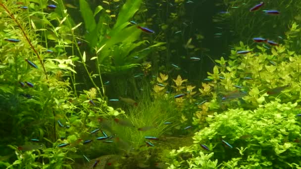 緑藻と水生植物の間の川の淡水水族館でカラフルな鮮やかな蛍光性の小さな魚が輝きます。発光小さな魚と明るい光沢のある生態系、活気のある装飾タンク. — ストック動画