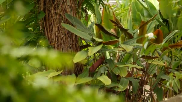 Vild, levande vegetation av djupa dimmiga tropiska träslag. Djungellandskap. Interiör i exotiska asiatiska skogar. Mossiga lianer dinglar från regnskogens tak. Grön naturlig bakgrund av subtropisk skog. — Stockvideo