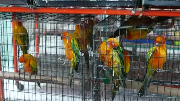 Papegaai kuikens in kooien op de dierenmarkt. Van bovenaf worden vogels in een kleine kooi gehouden op Chatuchak Market in Bangkok, Thailand — Stockvideo