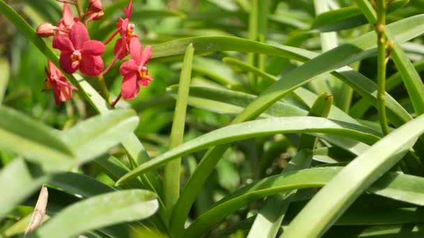 Wazig macro close-up, kleurrijke tropische orchidee bloem in de voorjaarstuin, tedere bloemblaadjes tussen zonnig weelderig gebladerte. Abstract natuurlijke exotische achtergrond met kopieerruimte. Bloesem en bladeren patroon — Stockvideo