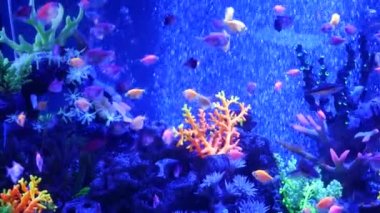 Renkli canlı balıklar parlıyor, mor akvaryum ultraviyole ışık altında. Mor floresan tropikal cennet egzotik arka plan, parlak ekosistem, canlı fantezi dekoratik neon tank