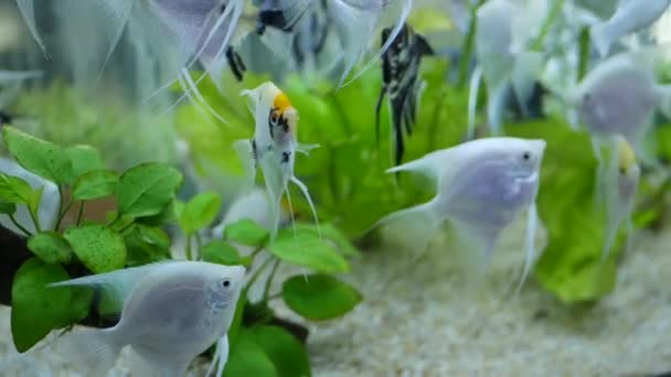 Diversidade de peixes tropicais em aquário decorativo exótico. Sortimento em chatuchak mercado de peixe pet shops. Close up de animais de estimação coloridos exibidos em barracas. Variedade para venda no balcão, negociação no bazar — Vídeo de Stock