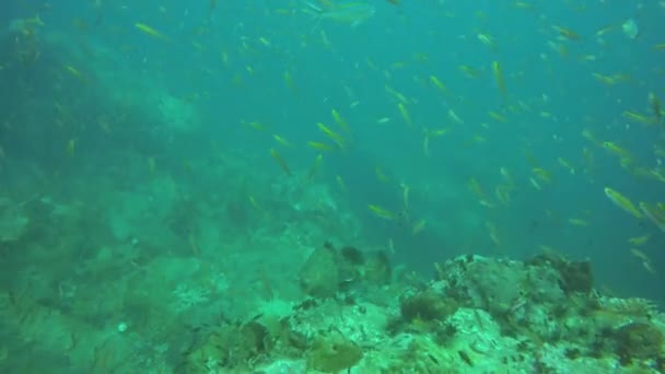 Nurkowanie w morzu. Podwodny tropikalny krajobraz rafy koralowej. Ogromny gigantyczny zgrupowacz głęboko w oceanicznym ekosystemie koralowców wodnych. Duży brindlebass lub brązowy dorsz plamisty lub trzmiel. Sporty ekstremalne wodne hobby — Wideo stockowe