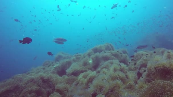 Tengerjáró búvárkodás, víz alatti színes trópusi korallzátony kert. Tengeri halak iskolája, mély óceán. Tengeri anemones mező, puha korallok vízi szimbiózis ökoszisztéma, paradicsom lagúna háttér. — Stock videók