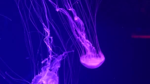 Brillante vibrante medusas fluorescentes brillan bajo el agua, neón oscuro dinámico pulsante ultravioleta difuminado telón de fondo sin costura. Fantasía hipnótica danza pcychedelic mística. Medusa cósmica fosforescente — Vídeos de Stock