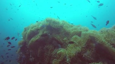 Deniz tüplü dalış, sualtı renkli tropikal mercan resif bahçesi deniz manzarası. Deniz balığı sürüsü, derin okyanus. Deniz şakayığı tarlası, yumuşak mercanlar, suda ortak yaşam ekosistemi, cennet lagünü arka planı..