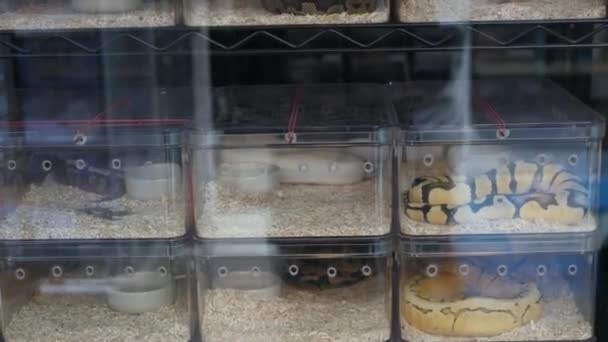 Gevangene gefokte slangen te koop. Kleine plastic doosjes met in gevangenschap gefokte ballenpythons van verschillende morfen geplaatst op stal op Chatuchak Market in Bangkok, Thailand — Stockvideo