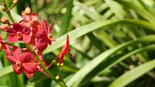 Розмита макро крупним планом, барвиста тропічна квітка орхідеї навесні, ніжні пелюстки серед сонячно пишного листя. Абстрактний природний екзотичний фон з копіювальним простором. Квітковий розквіт і візерунок листя — стокове відео