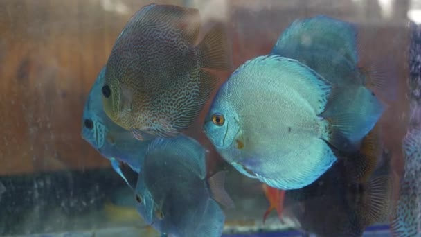 热带鱼类在奇异装饰水族馆中的多样性。在沙沙鱼市场宠物店销售。靠近陈列在摊位上的五彩斑斓的宠物.在柜台上销售的品种，在集市上交易 — 图库视频影像