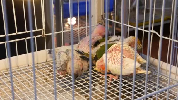 Птенцы попугаев в клетках на зоорынке. Над птицами держат в маленькой клетке на рынке Чатучак в Бангкоке, Таиланд — стоковое видео
