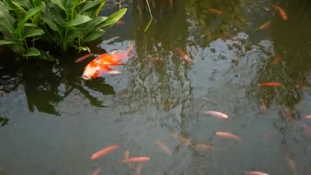 Přírodní zeleně pozadí. Živé barevné japonské Koi Carp ryby plavání v tradiční zahradní jezero nebo rybník. Čínský kapradiny pod hladinou. Orientální symboly štěstěny a štěstí. — Stock video