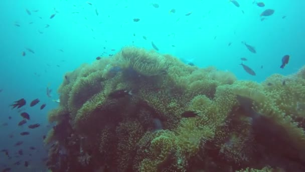 Dykking i marin dykker, under vann fargerike tropiske korallrev hager. Havfiskenes skole, dypt hav. Havanemoner felt, myke koraller økosystem med vannsymbiose, paradis lagunbakgrunn. – stockvideo