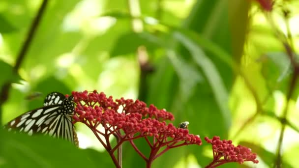 Mariposa exótica tropical en selva selvática sentada sobre hojas verdes, macro de cerca. Paraíso de primavera, exuberante follaje fondo natural, vegetación desenfocada en los bosques. Jardín romántico fresco soleado — Vídeos de Stock