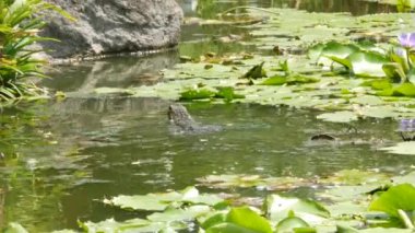 Asya 'da yaygın olan su, Asya' ya özgü büyük bir varanid kertenkelesini gözlüyor. Nehir kenarındaki yeşil çimlerde, göl veya göl kıyısındaki Varanus hurdacıları. Etobur Sürüngen avı. Vahşi ejderha avcısı Bangkok caddesinde