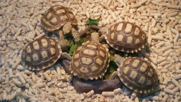 Kleine Schildkröten auf dem Heimtiermarkt. Kleine Schildkröten in Gefangenschaft auf dem Chatuchak-Haustiermarkt in Bangkok, Thailand — Stockvideo