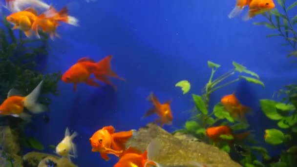 Diversidade de peixes tropicais em aquário decorativo exótico. Sortimento em chatuchak mercado de peixe pet shops. Close up de animais de estimação coloridos exibidos em barracas. Variedade para venda no balcão, negociação no bazar — Vídeo de Stock