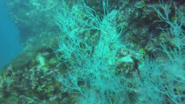 Deniz tüplü dalış, sualtı renkli tropikal mercan resifi deniz manzarası. Okyanusun derinliklerinde bir deniz balığı sürüsü. Yumuşak ve sert mercanlar deniz ekosistemi cennet arka planı. Hobi olarak su ekstrem spor.