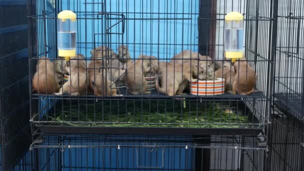 Δυσάρεστα χαριτωμένα σκυλάκια που υποφέρουν, σε κλουβί στην αγορά. Κατοικίδια για πώληση. Θλιβερή μαρμότα που ζητάει φαγητό. Αστεία πόδια ψάχνουν για βοήθεια. Ζώα πίσω από τα κάγκελα. Φυλακισμένη οικογένεια γουρουνιών με θλιμμένα μάτια. — Αρχείο Βίντεο