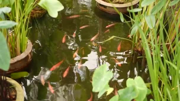 Naturalne tło zieleni. Żywe kolorowe japońskie ryby Koi Carp pływanie w tradycyjnym jeziorze lub stawie ogrodowym. Chiński Fancy Carps pod powierzchnią wody. Orientalne symbole szczęścia i powodzenia. — Wideo stockowe