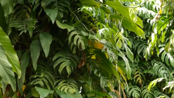 ジューシーなエキゾチックな熱帯モンスターはシームレスにループバックを残します。夏の緑豊かな葉、楽園の庭の緑。アブストラクト自然暗い緑のジャングル植生背景パターン、野生の雨林 — ストック動画