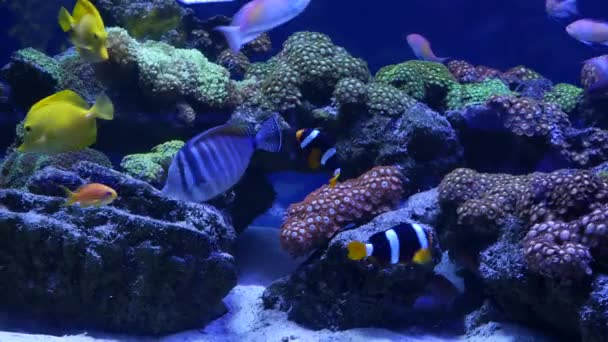 Specie di coralli molli e pesci in acquario di lillà sotto luce uv viola o ultravioletta. Viola fluorescente tropicale paradiso acquatico sfondo esotico, corallo in rosa vibrante fantasia serbatoio decorativo — Video Stock