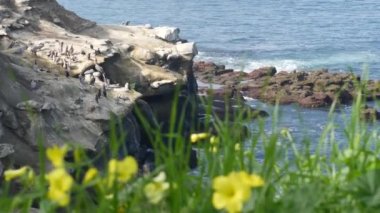 Boğaz kesesi olan kahverengi pelikanlar ve balıkçılıktan sonra çift tepeli karabataklar La Jolla Koyu 'nda kayalar. Büyük gagalı deniz kuşu Pasifik Okyanusu üzerinde doğal yaşam alanı, San Diego, Kaliforniya ABD