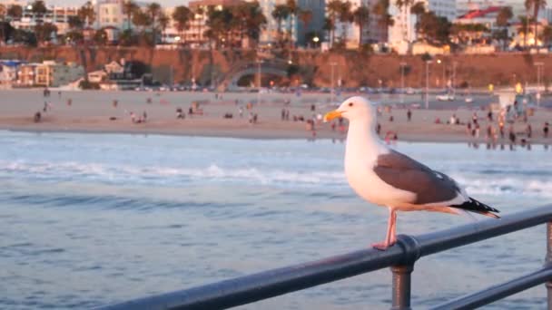 California summertime beach aesthetic, pink sunset. Cute funny sea gull on pier railing. Ocean waves, defocused people and beachfront weekend houses. Purple sundown, Santa Monica Los Angeles CA USA — Stock Video