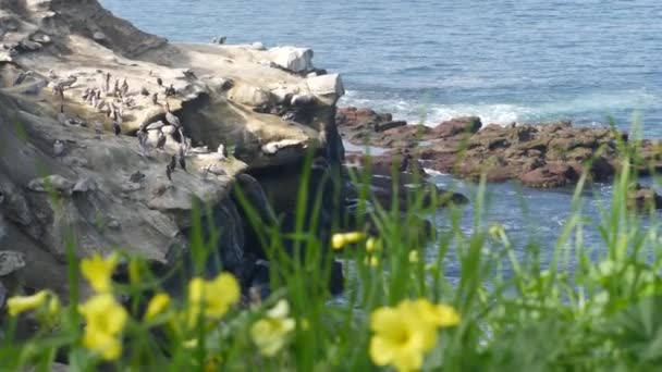 褐色的鹈鹕，有喉囊和双冠的科动物在捕鱼后，在拉朱拉湾岩石。美国加利福尼亚州圣地亚哥市，海鸟，喙大，栖息于太平洋沿岸的天然栖息地 — 图库视频影像