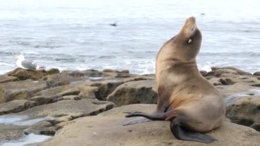 La Jolla 'da kayadaki deniz aslanı. Vahşi kulaklı fok, Pasifik Okyanusu 'nun yanında, taşın üzerinde duruyor. Sahilde tembellik eden komik bir vahşi hayvan. Doğal habitatta korunan deniz memelisi, San Diego, Kaliforniya ABD