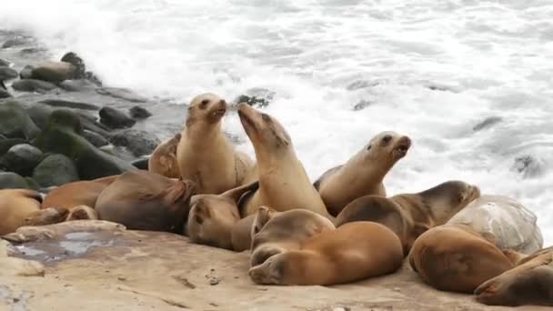 Sjölejon på klippan i La Jolla. Lekfulla vild örat sälar kryper nära Stilla havet på sten. Roliga sömniga vilda djur. Skyddade marina däggdjur i naturliga miljöer, San Diego, Kalifornien, USA — Stockvideo