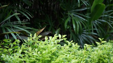 Bulanık, parlak, sulu, egzotik tropikal orman, arka plan dokusu, telif uzayı. Bahçedeki yemyeşil yapraklar. Soyut koyu yeşil bitki örtüsü deseni, vahşi yaz yağmur ormanları.