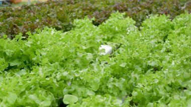 Modern ekolojik hidroponik çiftlikte, bahçe yataklarında yetişen taze sulu bitkiler. Sağlıklı, çevre dostu, vitamin bakımından zengin diyet kavramı. Tarım teknolojileri, yeşil yenilikler