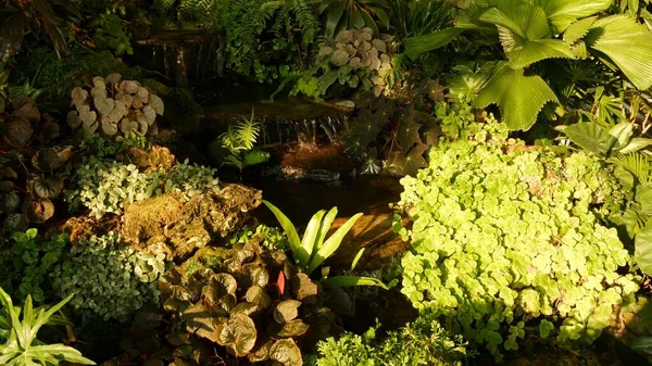Tropical plants and cascade in beautiful garden. Various green tropical plants growing near small cascade with fresh water on sunny day in amazing garden