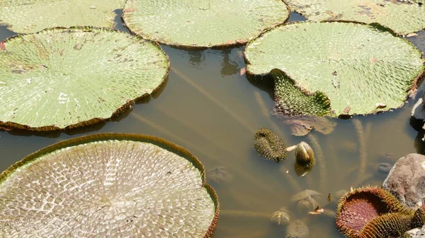 연못에 떠다니는 위에는 수정같은 있노라 데스트 종교의 상징이었습니다 진흙탕 연못에 — 스톡 사진