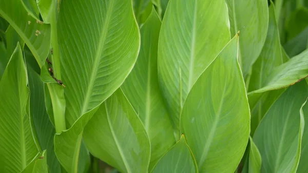 Стена Банановых Листьев Large Tropical Fresh Banana Tree Leaves Естественный — стоковое фото
