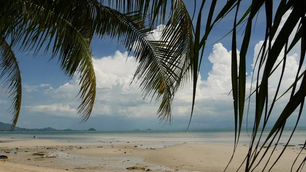 Cennet Adasının Tropik Kumlu Plajı Denize Bakan Yeşil Palmiye Yaprağı — Stok fotoğraf