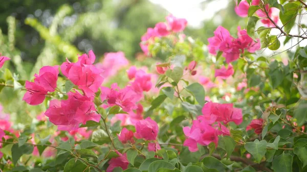 Suddig Närbild Makro Färgglada Tropiska Blommor Vår Trädgård Med Mjuka — Stockfoto